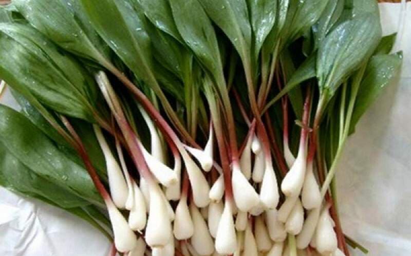 تصویر 4 از سیر کوهی راهکار طبیعی برای بهبود هضم و سلامتی